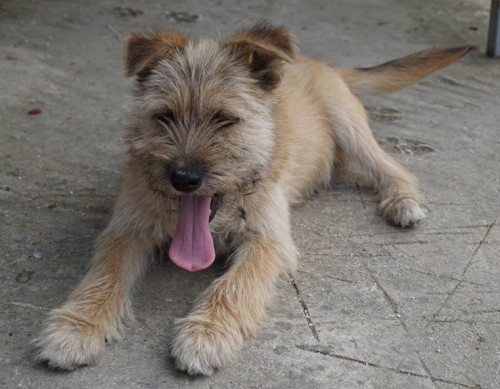 Cairn TerierMix Welpe Teddy Hunde kaufen