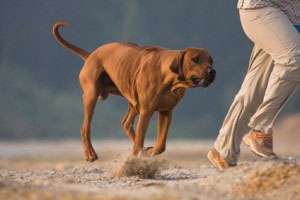 Rhodesian Ridgeback Charakter Wesen Erziehung Haltung Hunde Fan De