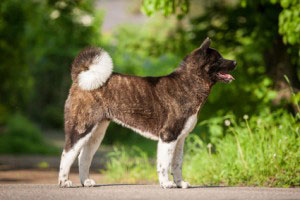 American Akita Charakter Wesen Erziehung Haltung Hunde Fan De