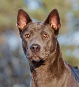 Thai Ridgeback Charakter Wesen Erziehung Haltung Hunde Fan De