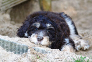 Aussiedoodle Charakter Wesen Erziehung Haltung Hunde Fan De