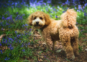 Cavapoo Charakter Wesen Erziehung Haltung Hunde Fan De