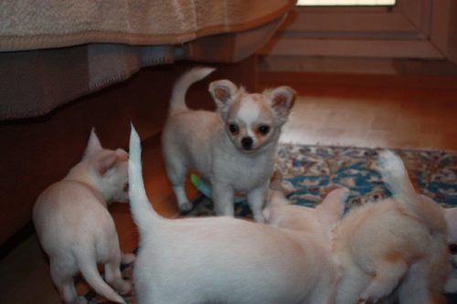 Mini Chihuahua Welpen suchen neues Zuhause | Hunde kaufen