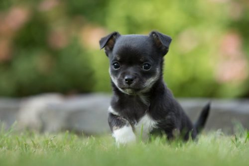 Chihuahua Welpen Hunde kaufen