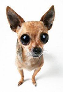 Chihuahua - Charakter - Wesen | Hunde-fan.de