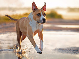 American Staffordshire Terrier Charakter - Wesen - Erziehung - Haltung ...